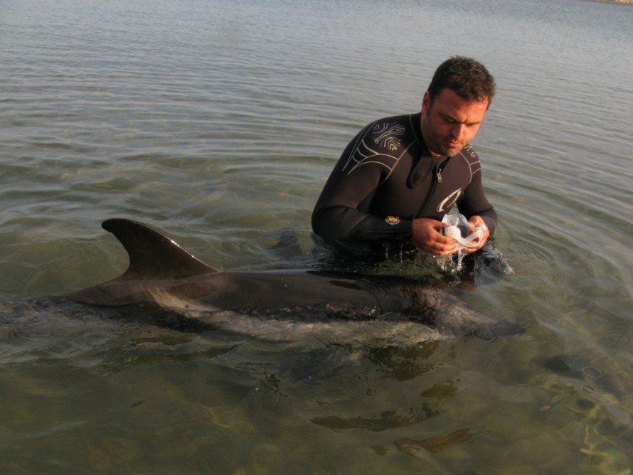 Παναγιώτης Τασιαδάμης σε επιχείρηση διάσωσης δελφινιού στην Λαυρεωτική