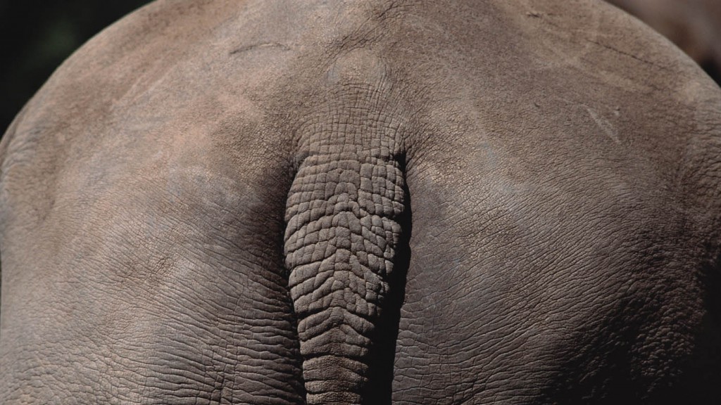 an elephant stands with his back side facing forward