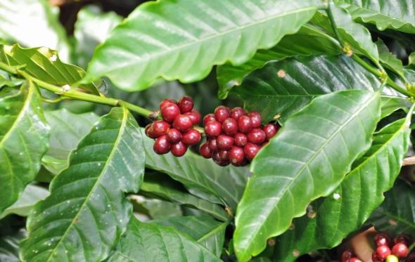 Costa Coffee και βιωσιμότητα, από τον καρπό του καφέ ως το φλιτζάνι