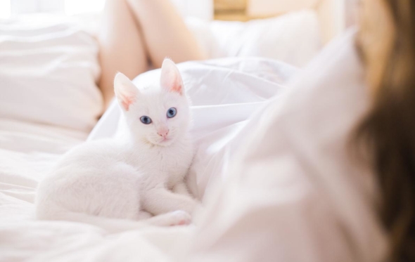 Όσα πρέπει να γνωρίζετε προτού υιοθετήσετε γατάκι
