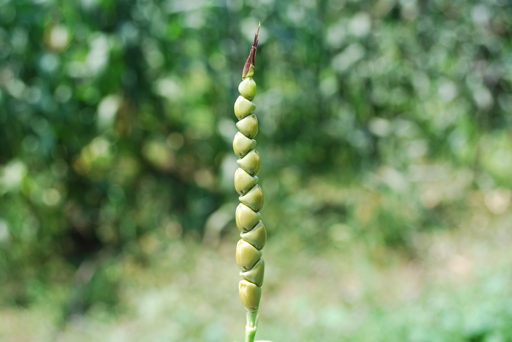Οι Μάγια δημιούργησαν το καλαμπόκι διασταυρώνοντας μεταξύ τους άλλα φυτά, όπως το Tripsacum της φωτογραφίας. Photo Credit: Frank N Foode/flickr