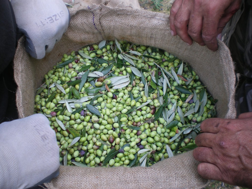The olives